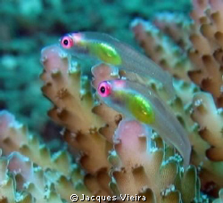 Mini Gobby's on Macro by Jacques Vieira 